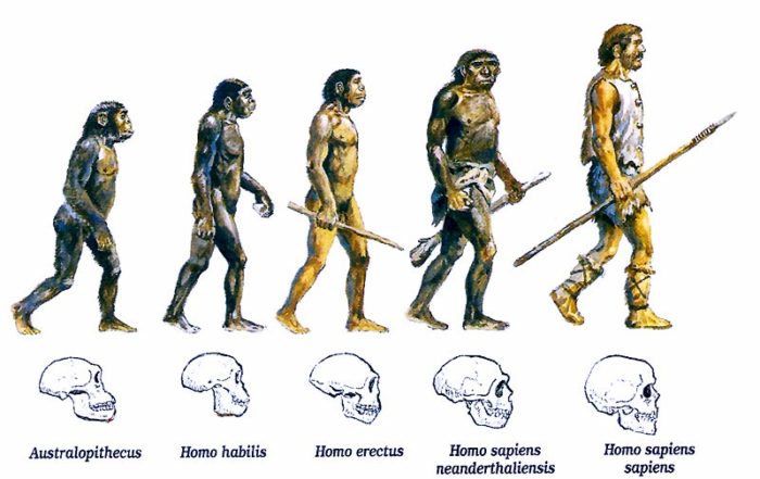 Encéfalo humano, evolución humana