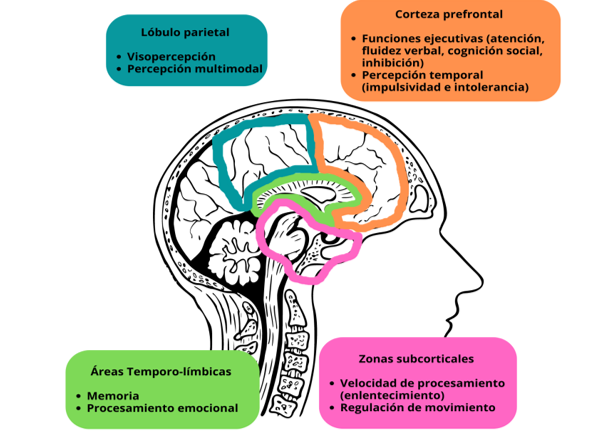 Neuropsicología